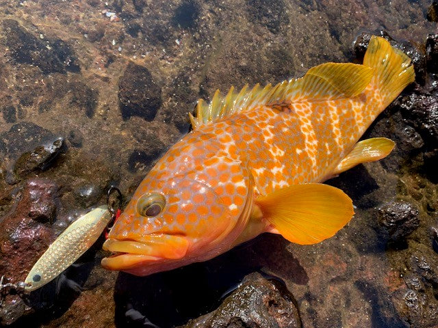 磯でスプーン遊びin隠岐島