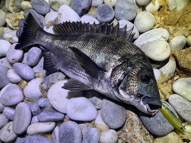 釣り初心者にスプーン渡すとチヌ釣れた