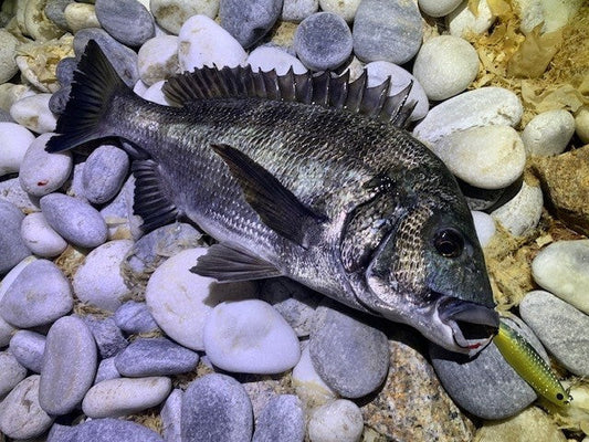 釣り初心者にスプーン渡すとチヌ釣れた