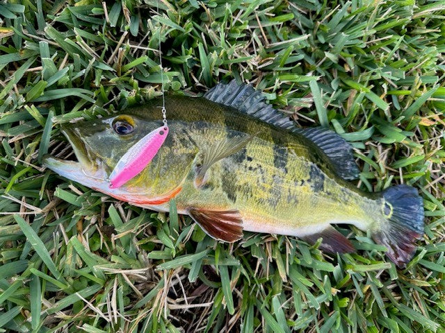 フロリダでベネター投げるとピーコックバス釣れまくり中