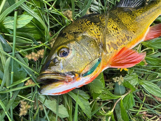 ピーコックバスにスプーンinフロリダ