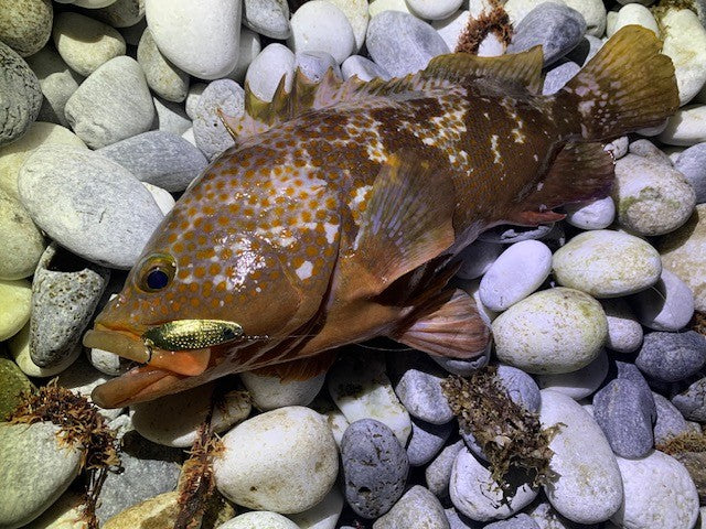 アコウの12月、ライトゲームのタックル