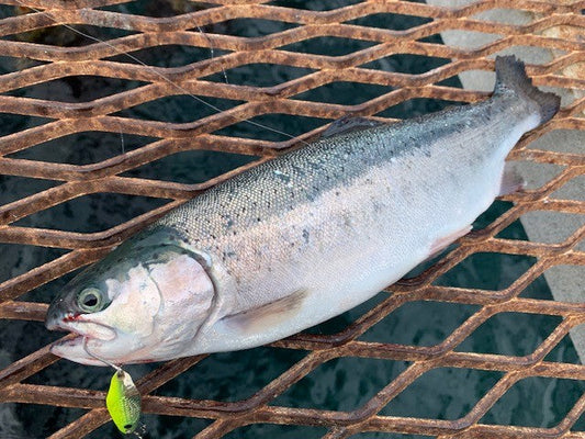 トラウトサーモンのスプーンにはベネター