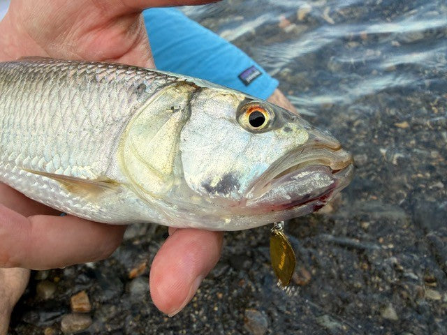 ハスとアユをスプーンで釣る琵琶湖の夏