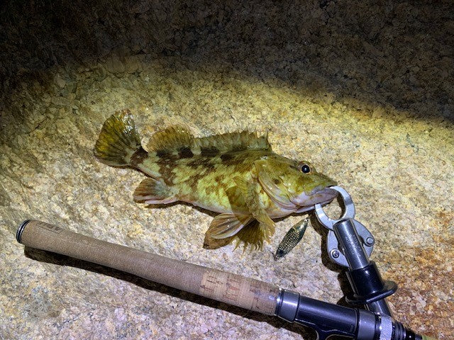 カサゴ×スプーン