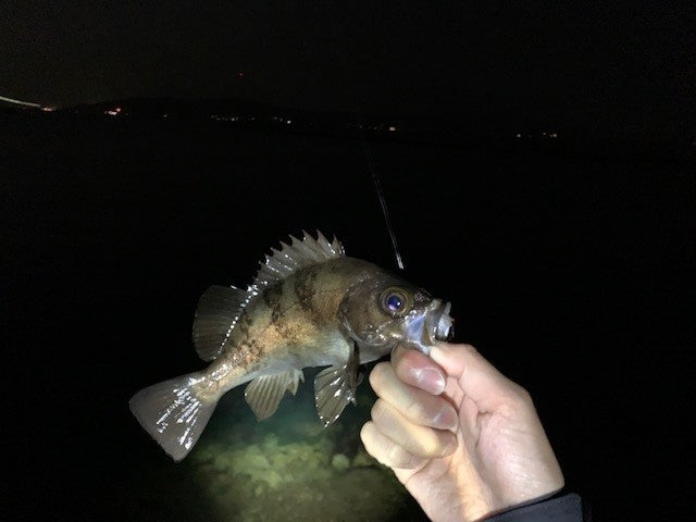 メバル釣るならスプーン(ベネター4.5g)