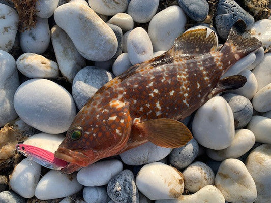 ボトムでキジハタ、トップでチヌ、同じルアーで。