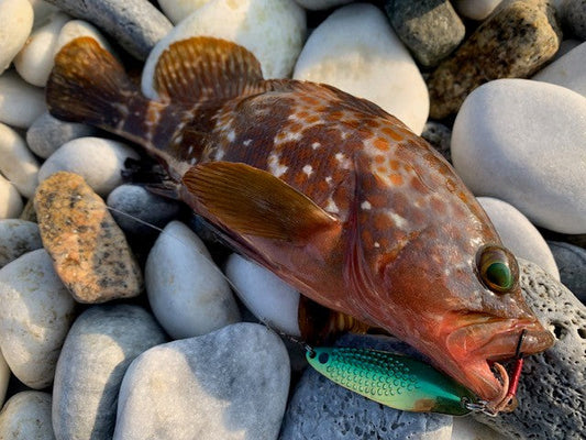 キジハタ×ベネター×秋