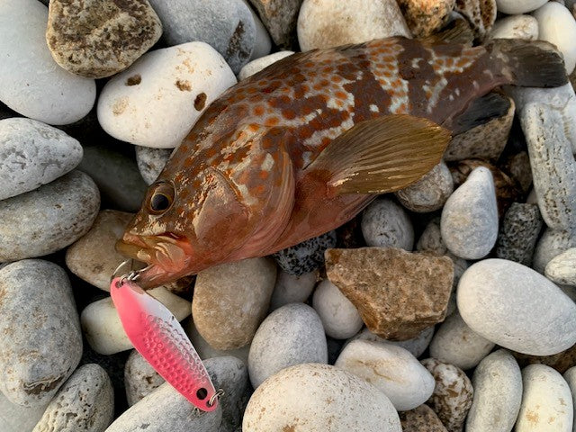 キジハタ×リアクション×食わせの間