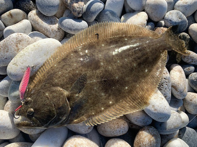 ヒラメもスプーンがお好き