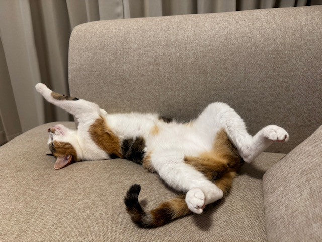 購入ポイント制はじめました！