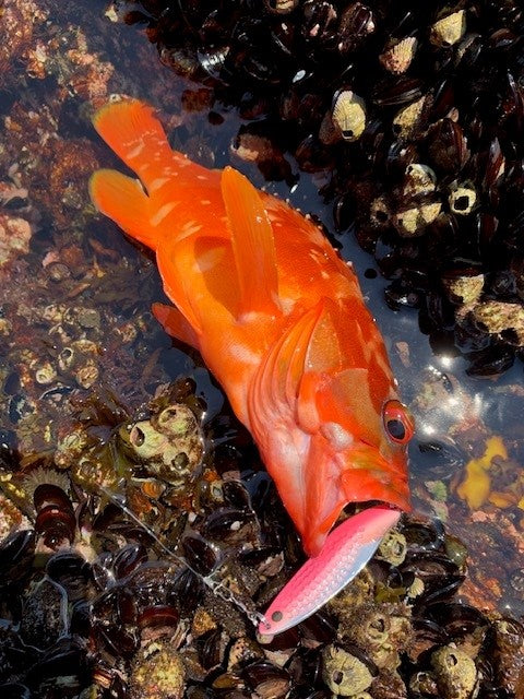 アカハタ×スプーン